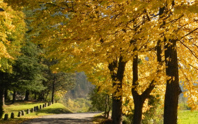 Vacanze d’autunno in Carnia: cosa fare a Sutrio e dintorni